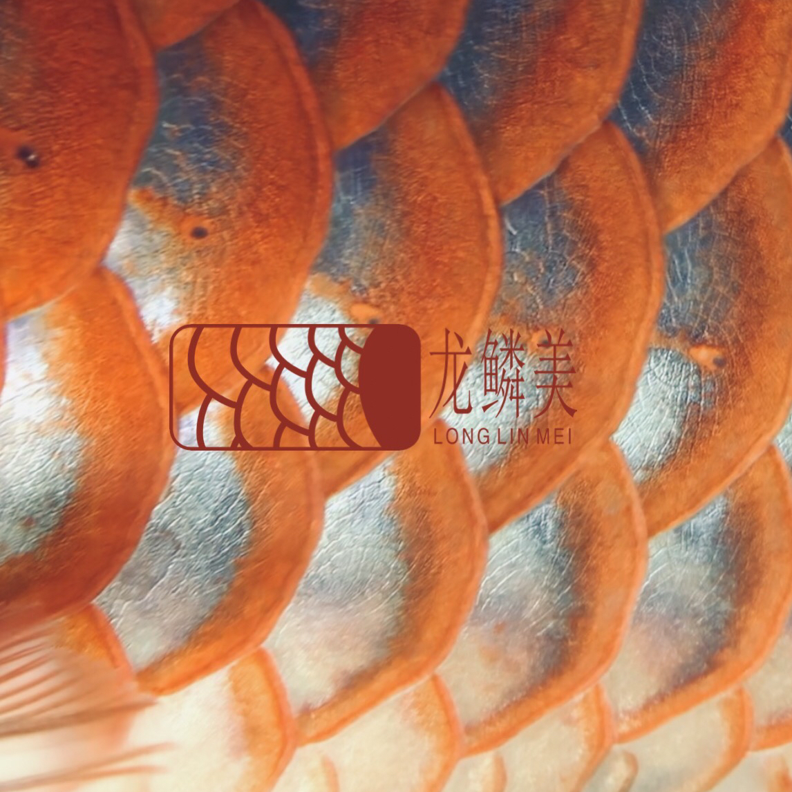 龙鳞美UVB龙鱼灯：长城杯冠军深哥龙鱼发色专用灯、正牌龙鱼烤色灯