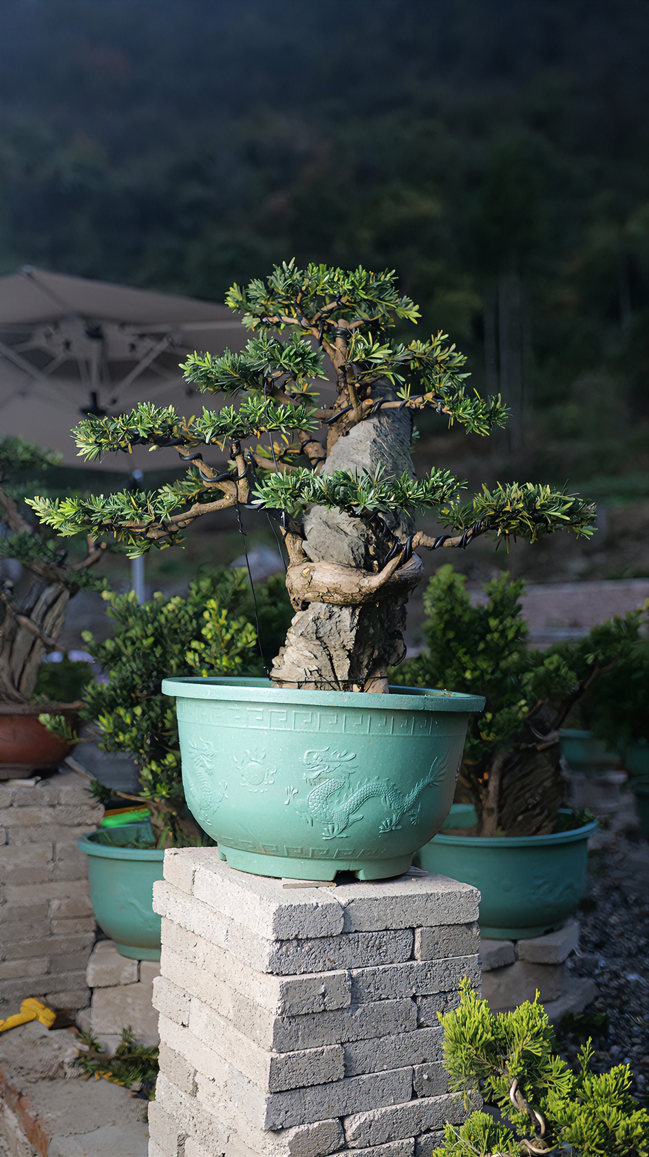 精致造型盆景罗汉松