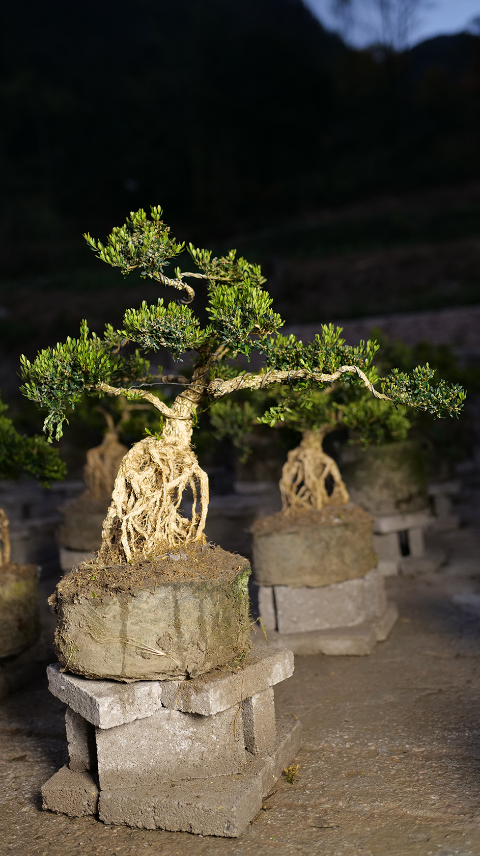 精致造型盆景黄杨