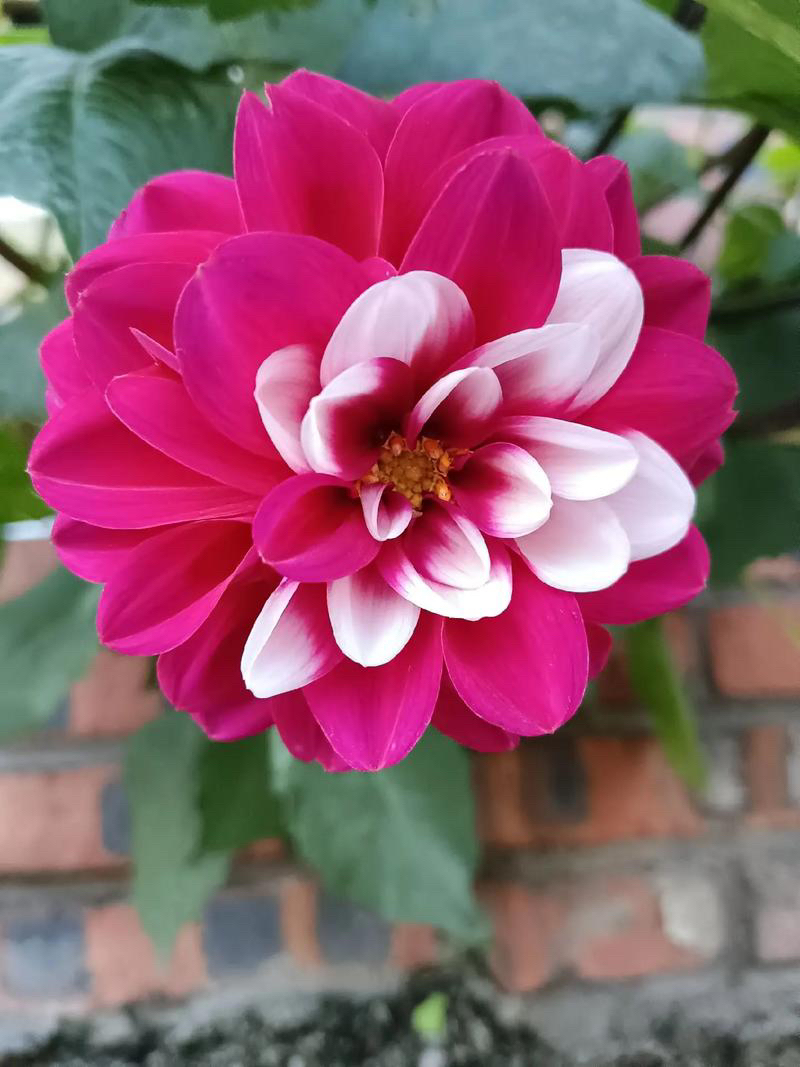 【花田定制】时尚设计爆款精选上衣