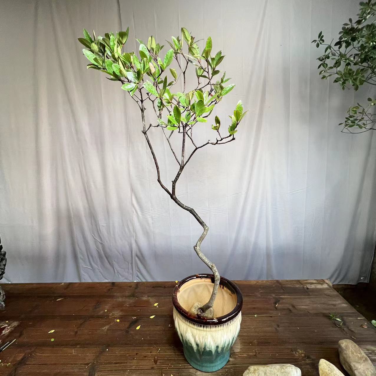 永禾 海岛春花 高度100cm冠幅47cm 绿植盆栽养护土培成活培育种植