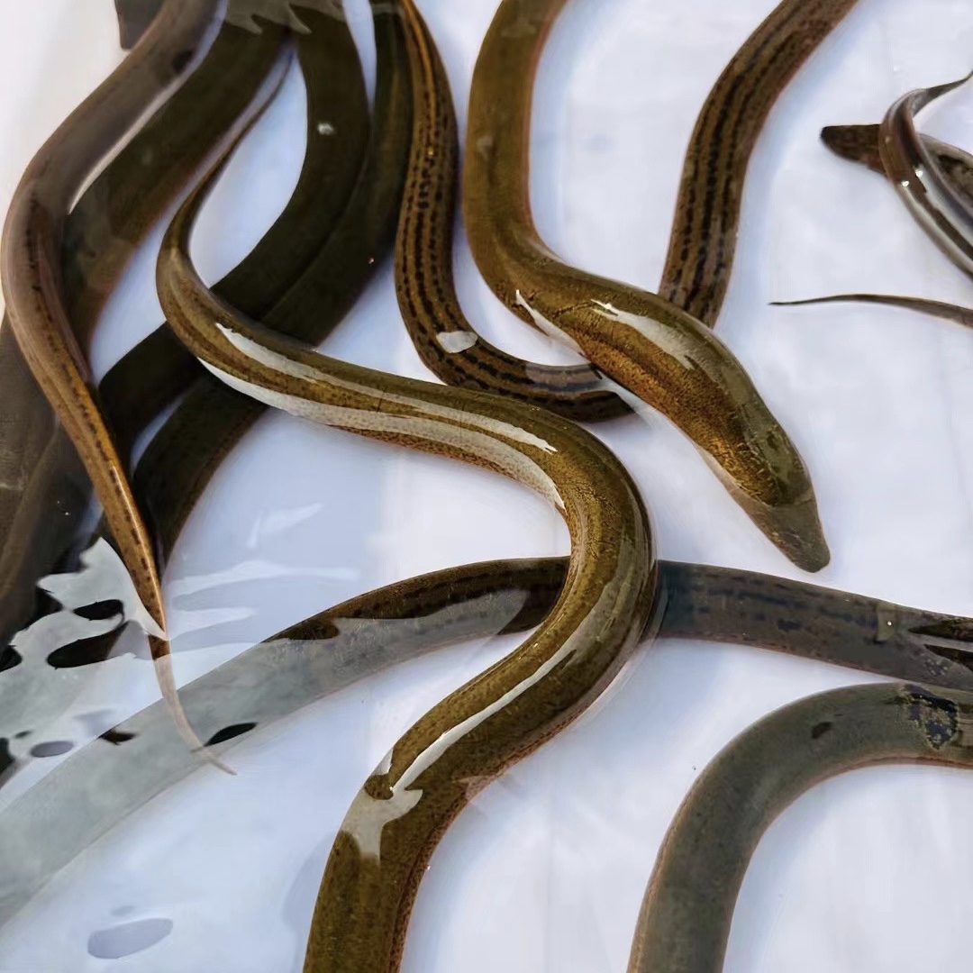 各类鱼直播间现称改价链接 下播勿拍 