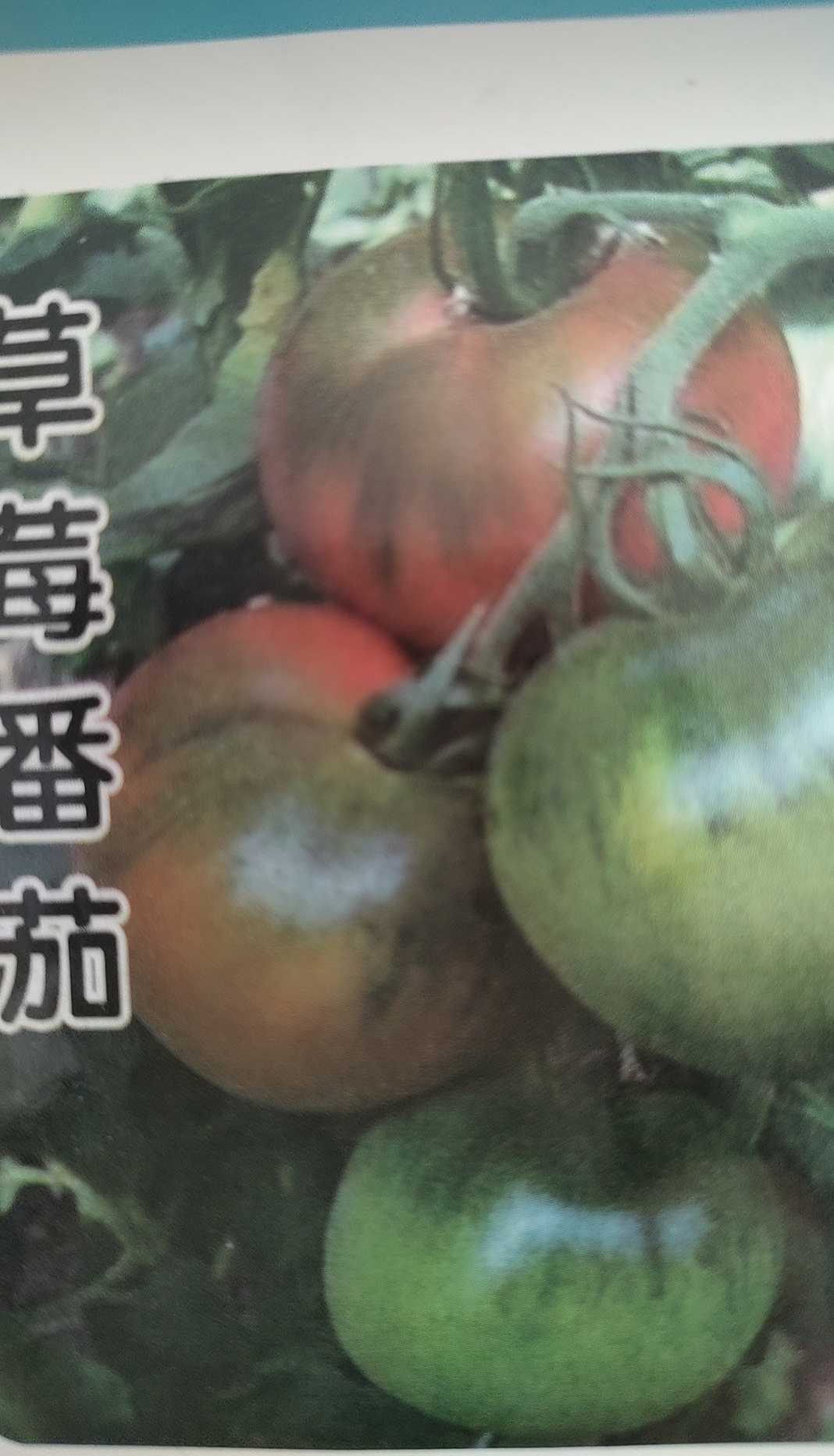 草莓柿子种子（高端菜农）