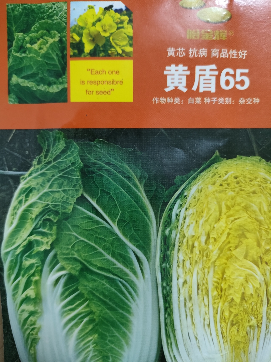 黄盾65黄心大白菜