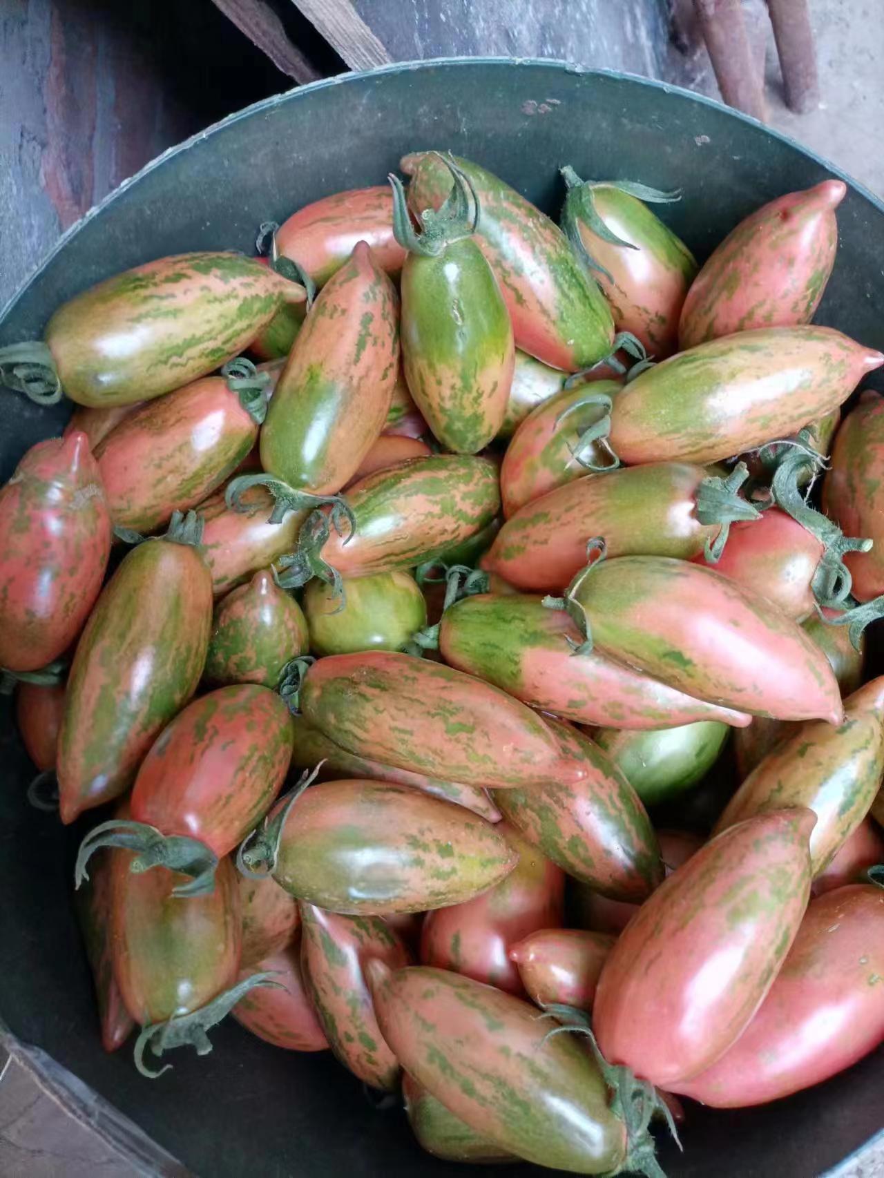 彩色芒果柿子种子