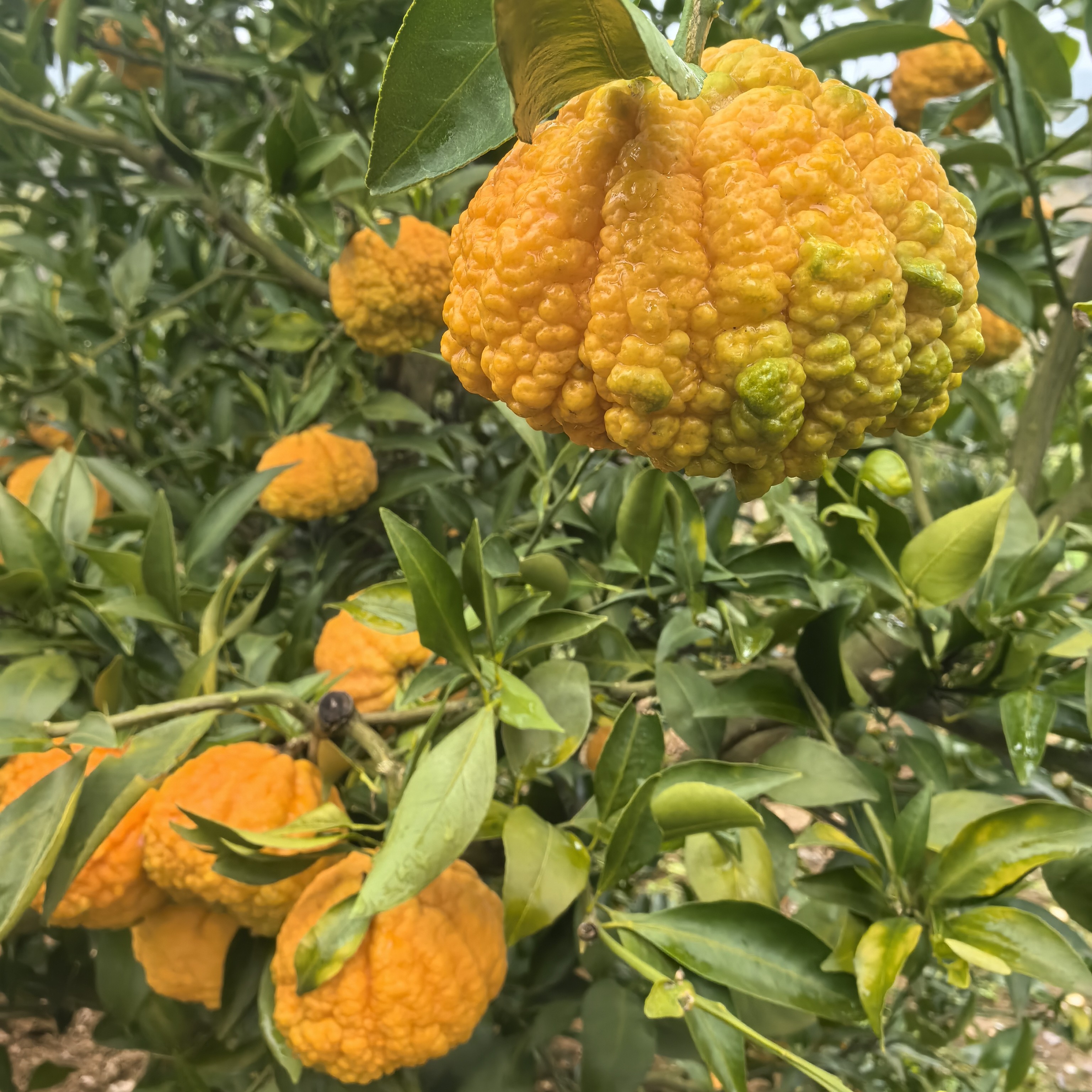 【代买山货】农户自销柑橘