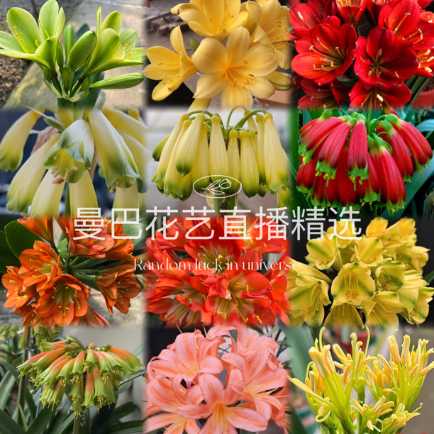 曼巴君子兰1号链接各种精品（以直播间为准一物一拍）