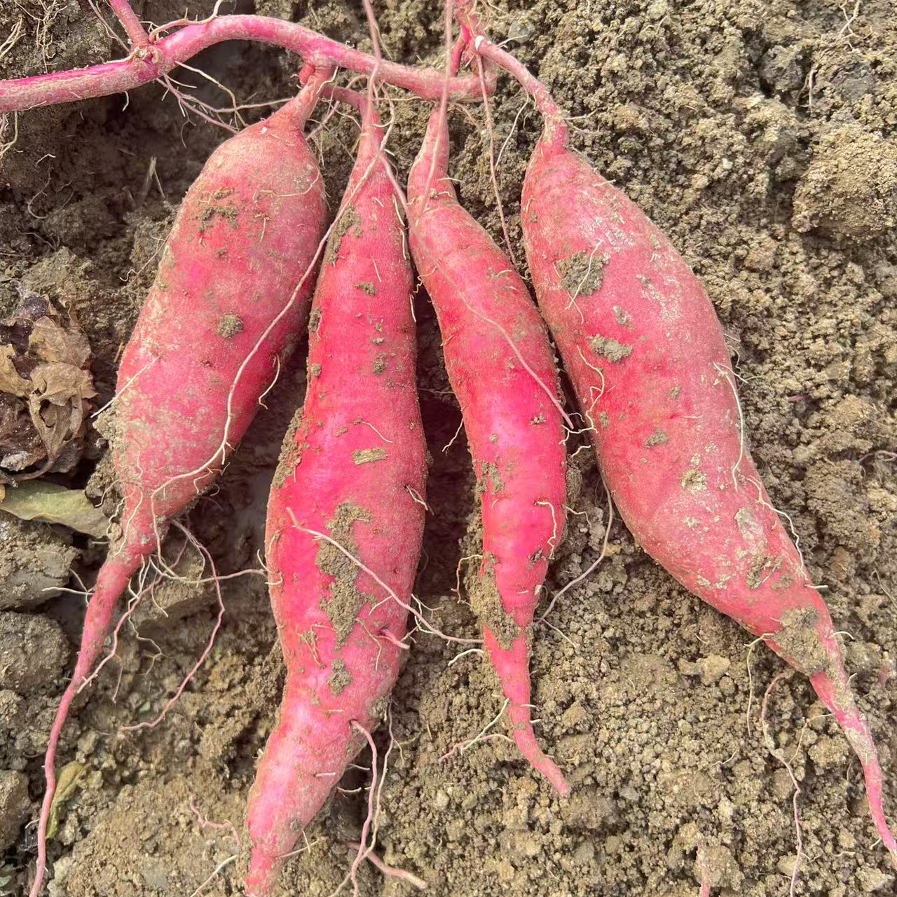 【岳龙红窑蜜薯】【软糯香甜】【口感绵密】【红瑶核心种植产区】