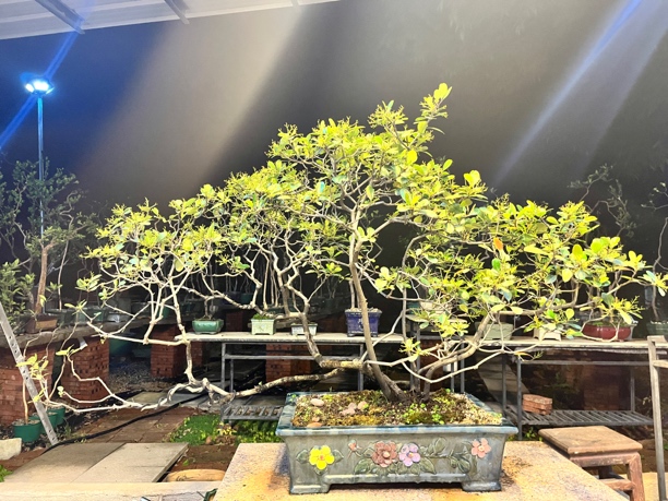 丛林桩海岛春花石斑木