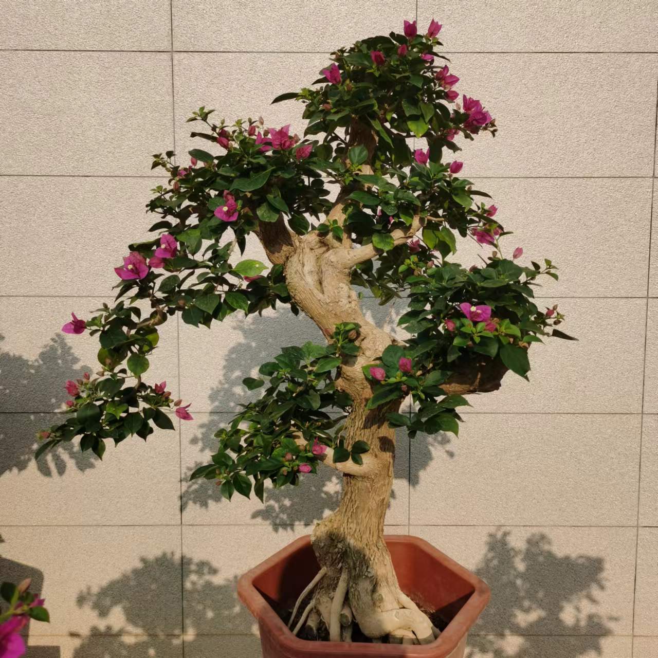 三角梅盆景同安红老杭直播间一物一拍连接，适合庭院楼顶阳台种植