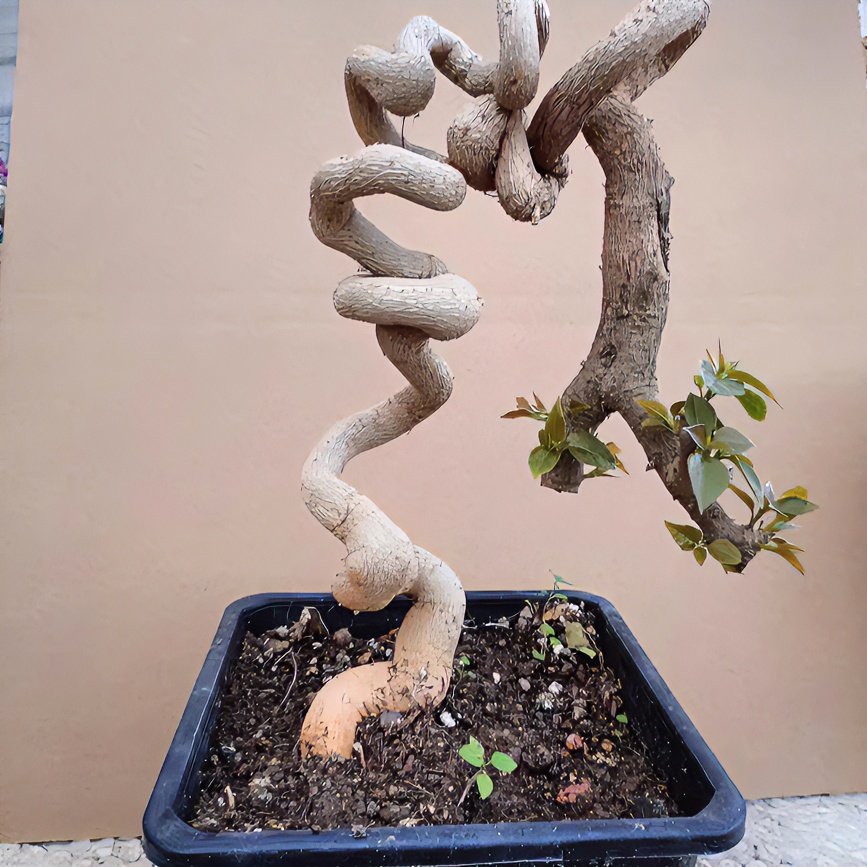 三角梅老桩一物一拍链接三角梅花种植庭院阳台