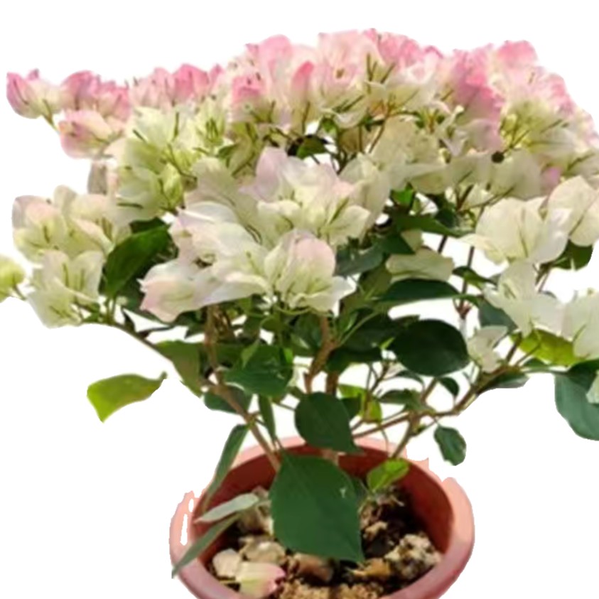 三角梅直播间一物一拍