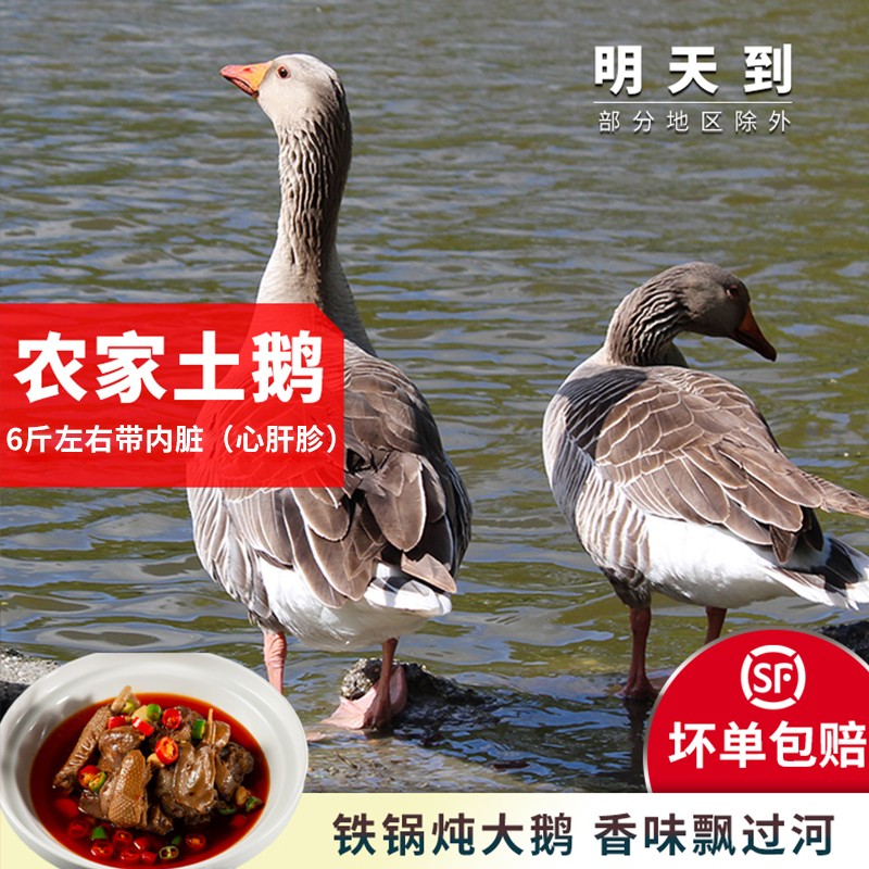 大水库散养土鹅散养大灰鹅朗德鹅新鲜仔鹅现杀现发