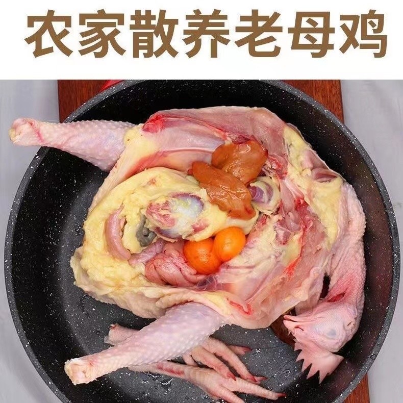【鸡百万】农家散养2年土老母鸡买一送二共3只净重6斤