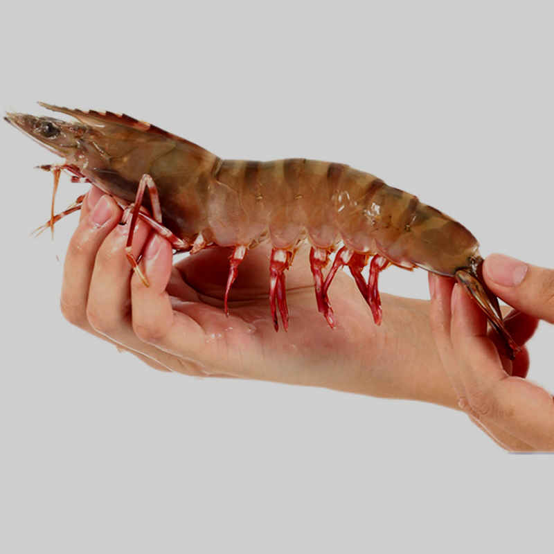 大号3-4头500克装红爪虎虾 东山岛鲜活冷冻 九节竹节虾 