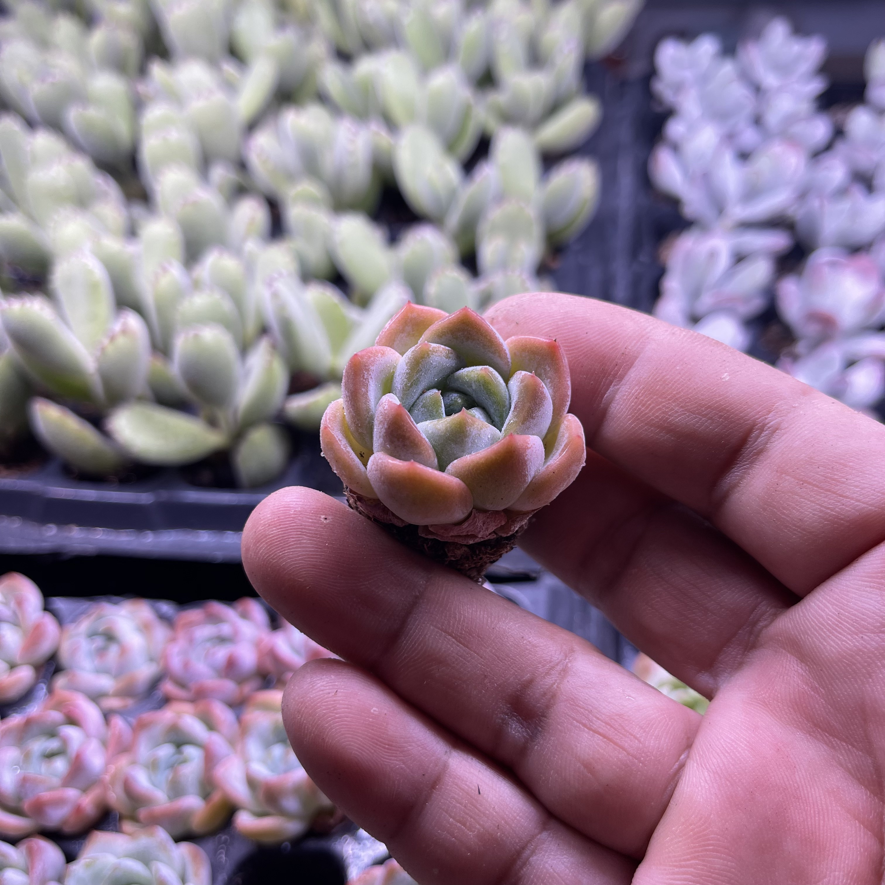 精控小厚梦多肉3.5厘米左右多肉植物 满9.9包邮