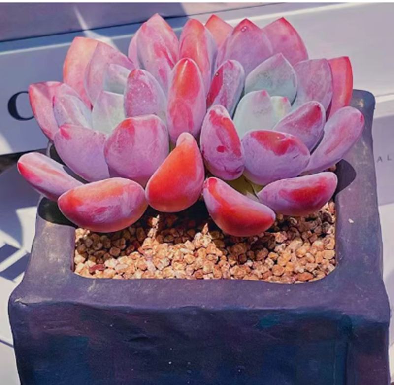 （满9.9元包邮）单头奥普琳娜 多肉 5厘米左右 