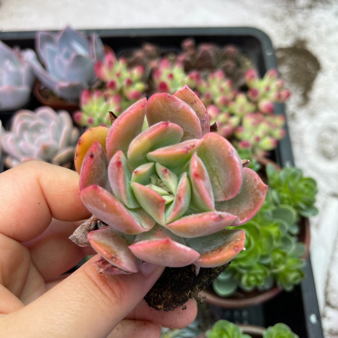 （满9.9元包邮）1颗绮罗  多肉植物