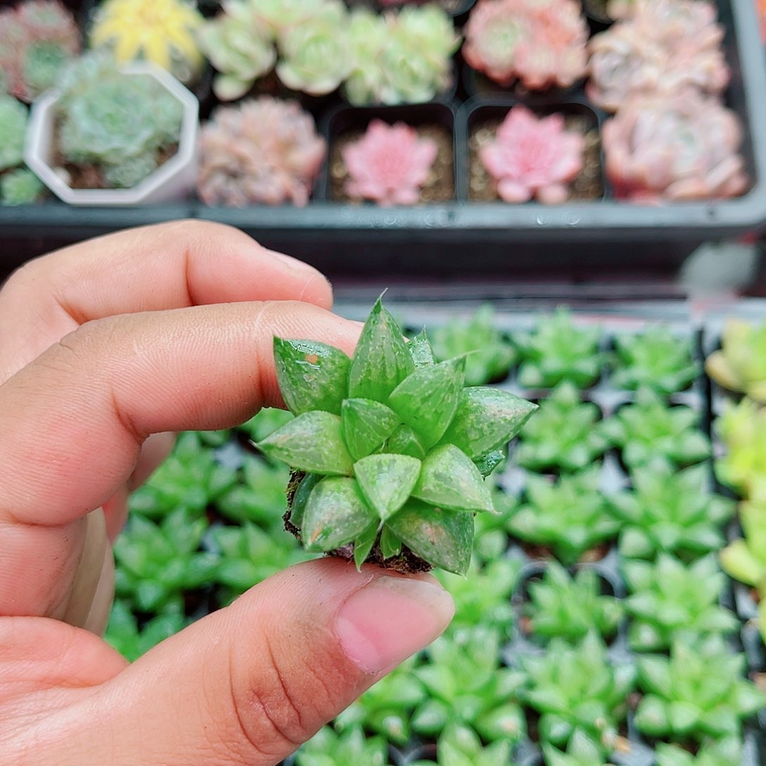 （满9.9元包邮）玉露寿 多肉植物2.5厘米左右