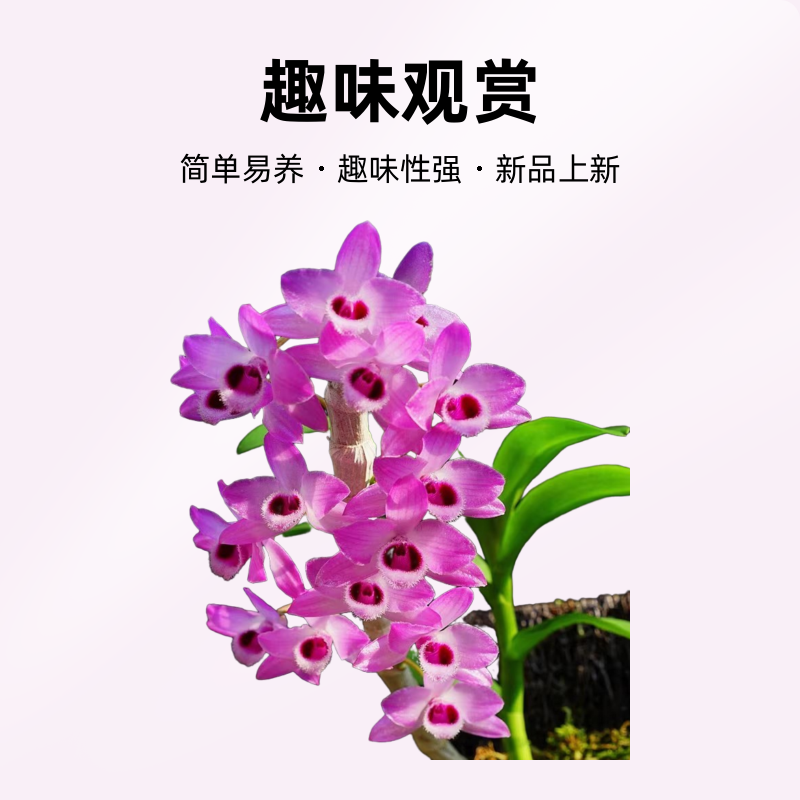 石斛兰直播间一物一拍通用链接