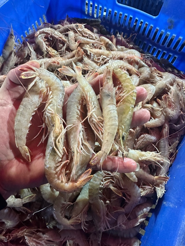 神泉本港沙卢虾5斤广东包邮