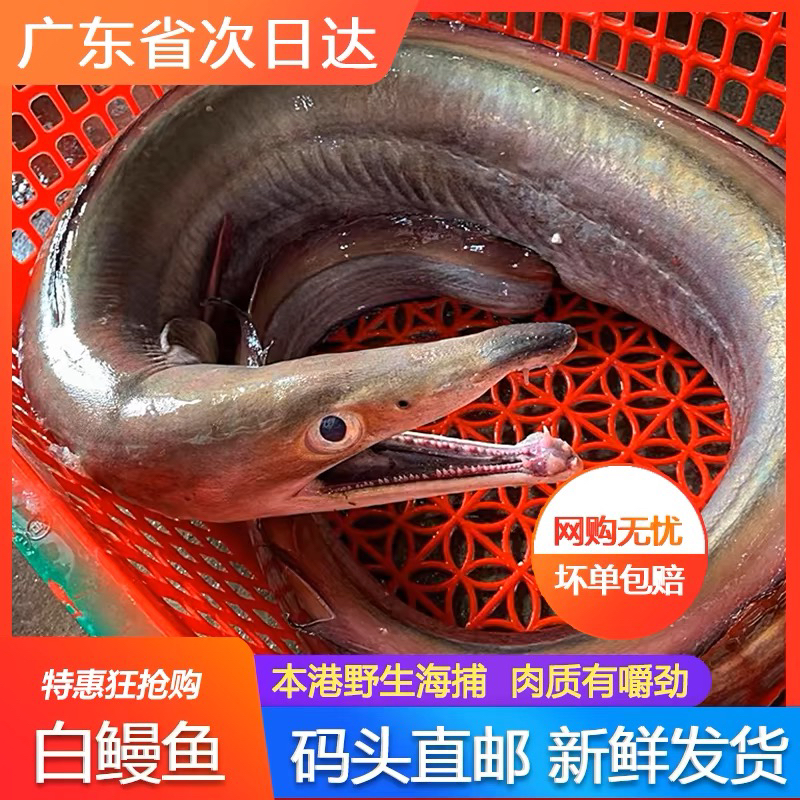 神泉本港大白鳗鱼，现切现卖，3斤起