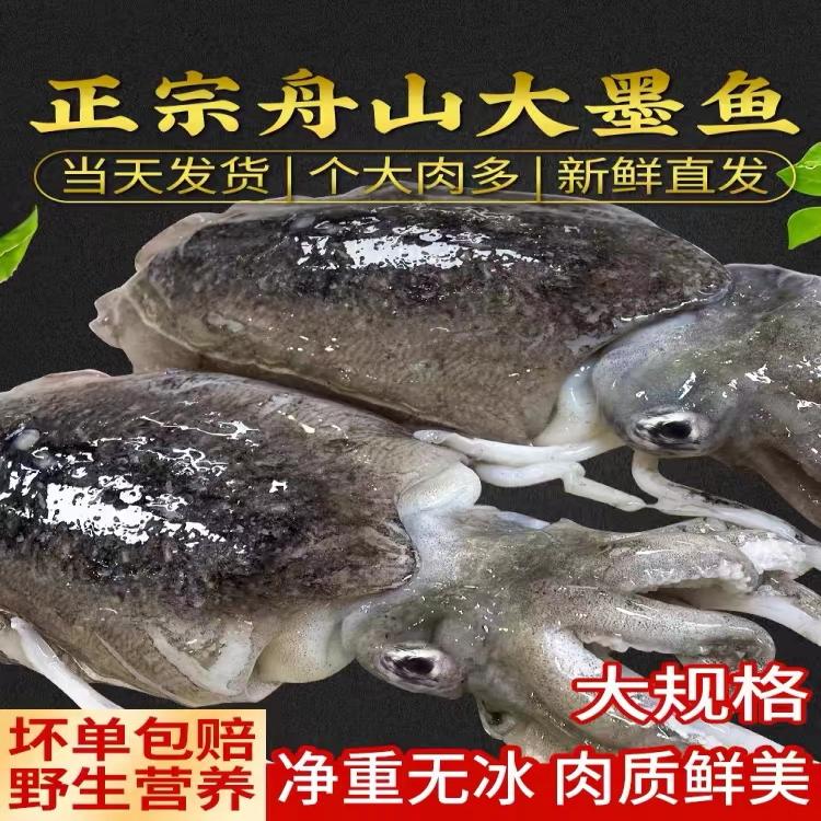 【舟山优选】正宗舟山野生原汁大墨鱼 乌贼净含量200-250克每只