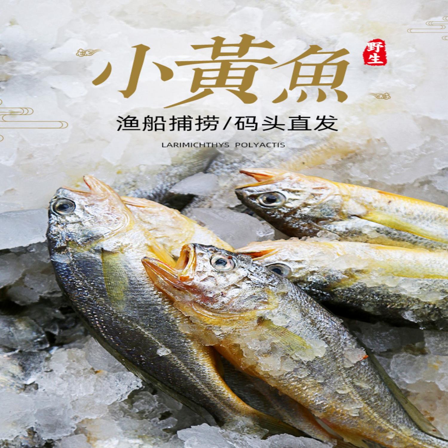 舟山野生小黄鱼新鲜冷冻小黄花鱼海鲜水产