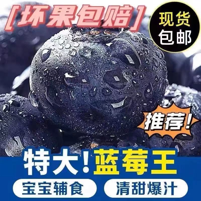 巨无霸紫罗兰一号【香甜可口】果香浓郁蓝莓新鲜爽脆爆汁现摘现发