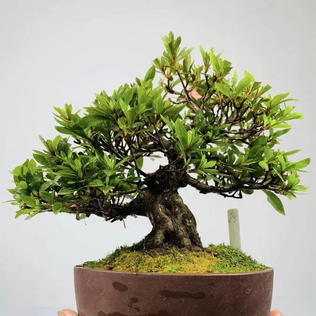 小叶杜鹃盆景盆栽