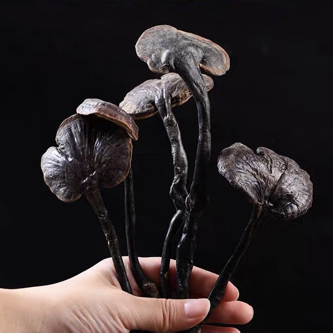 下山货【竹灵芝】干货  深山灵芝煲汤煮水泡酒