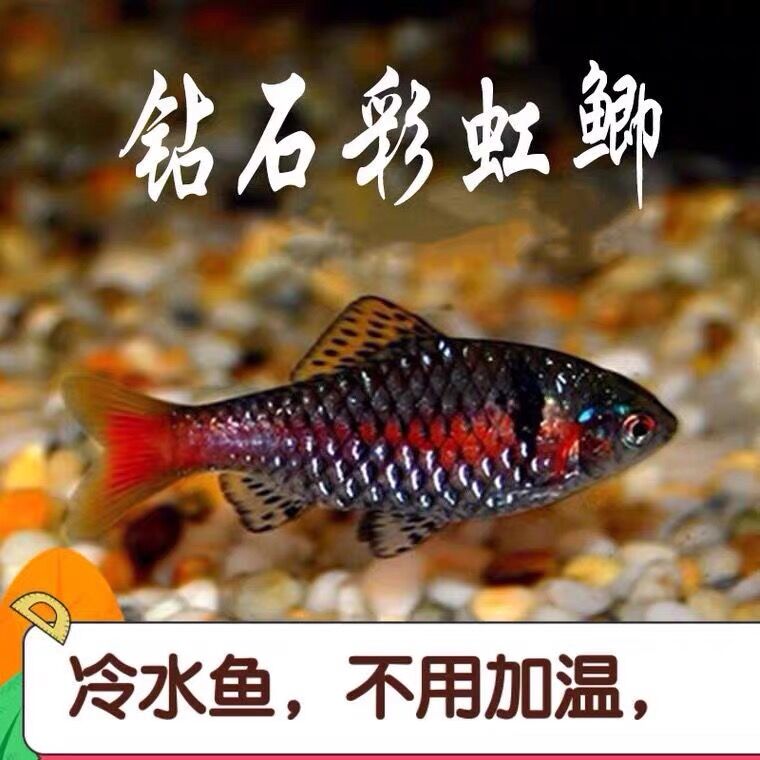 【小扬哥甄选】钻石彩虹鲫冷水溪流原生缸观赏鱼冬天免加温好养易