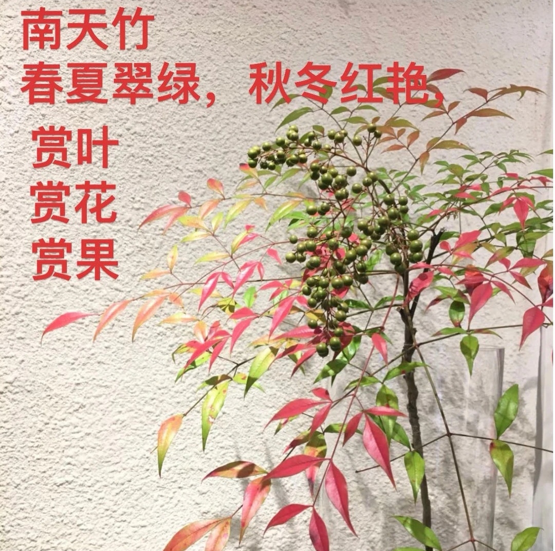 老桩盆景南天竹盆栽春夏翠绿秋冬艳红耐阴耐寒耐旱室内庭院栽种