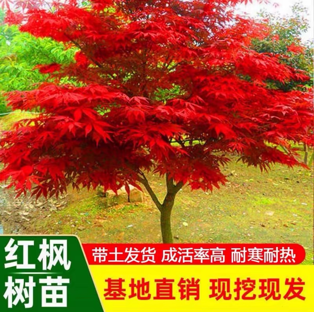 中国红枫树苗庭院绿化苗木盆栽地栽，日本红舞姬中华小叶红树苗。