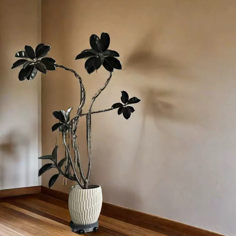 造型黑金刚橡皮树盆栽大型室内客厅观叶植物庭院阳台好养网红绿植