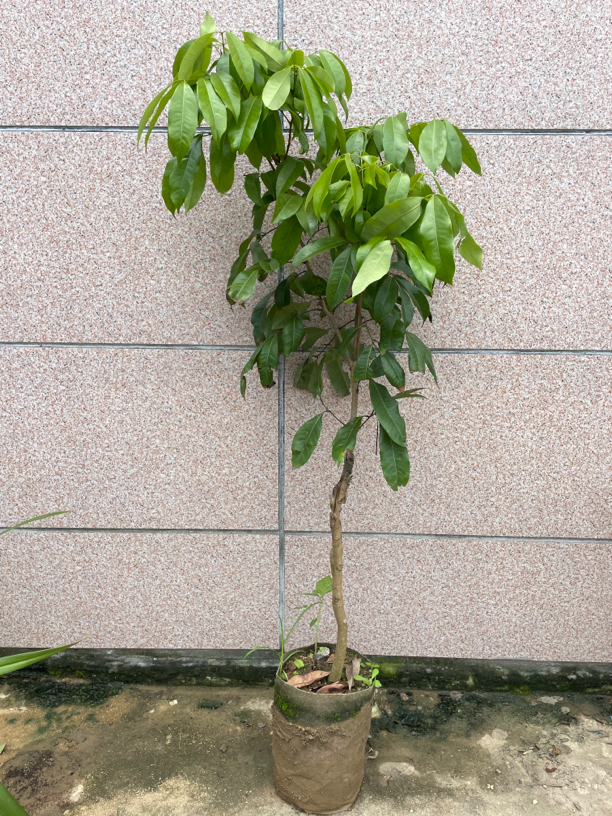 仙进奉苗可盆栽地栽庭院种植