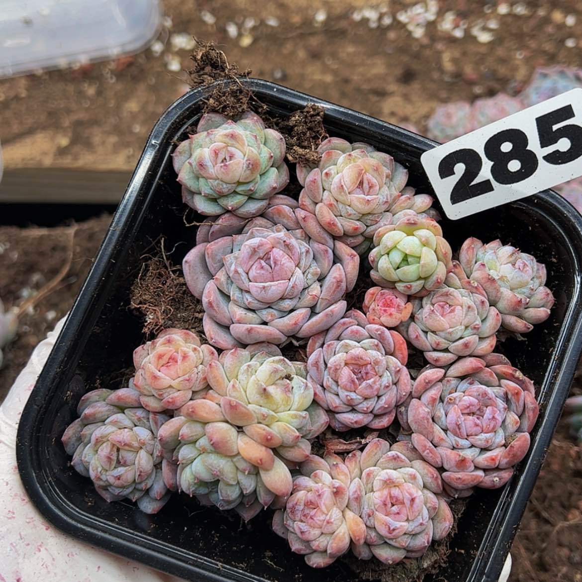 【闪购商品】多肉植物285