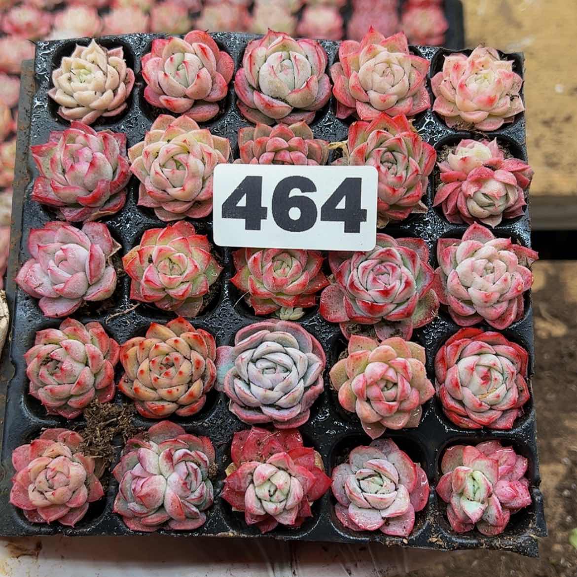 【闪购商品】多肉植物464