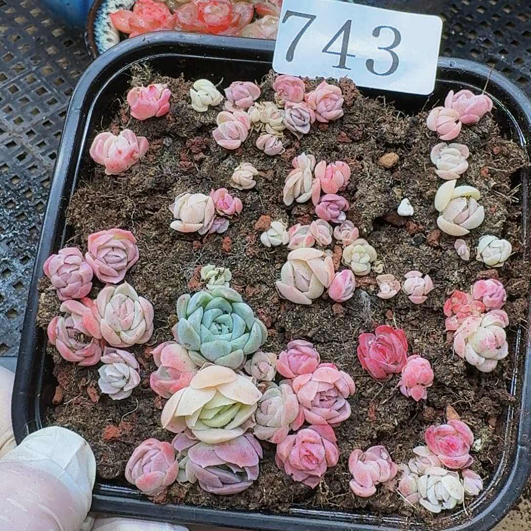 多肉植物多肉植物743