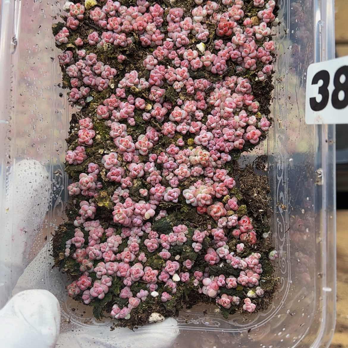 【闪购商品】多肉植物38