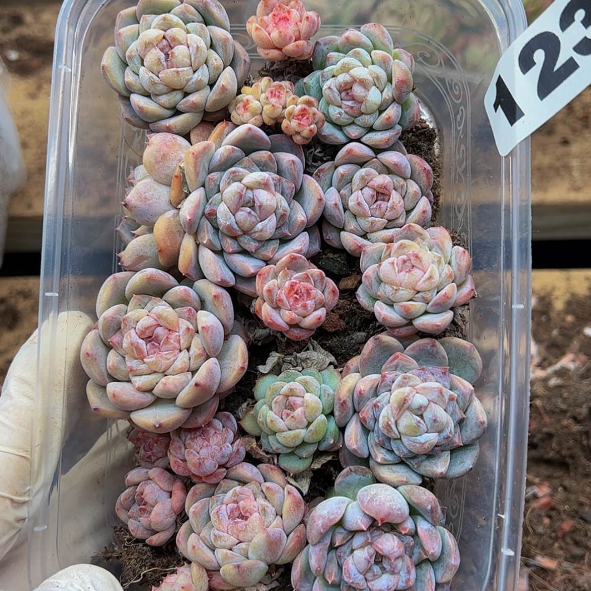 【闪购商品】多肉植物123
