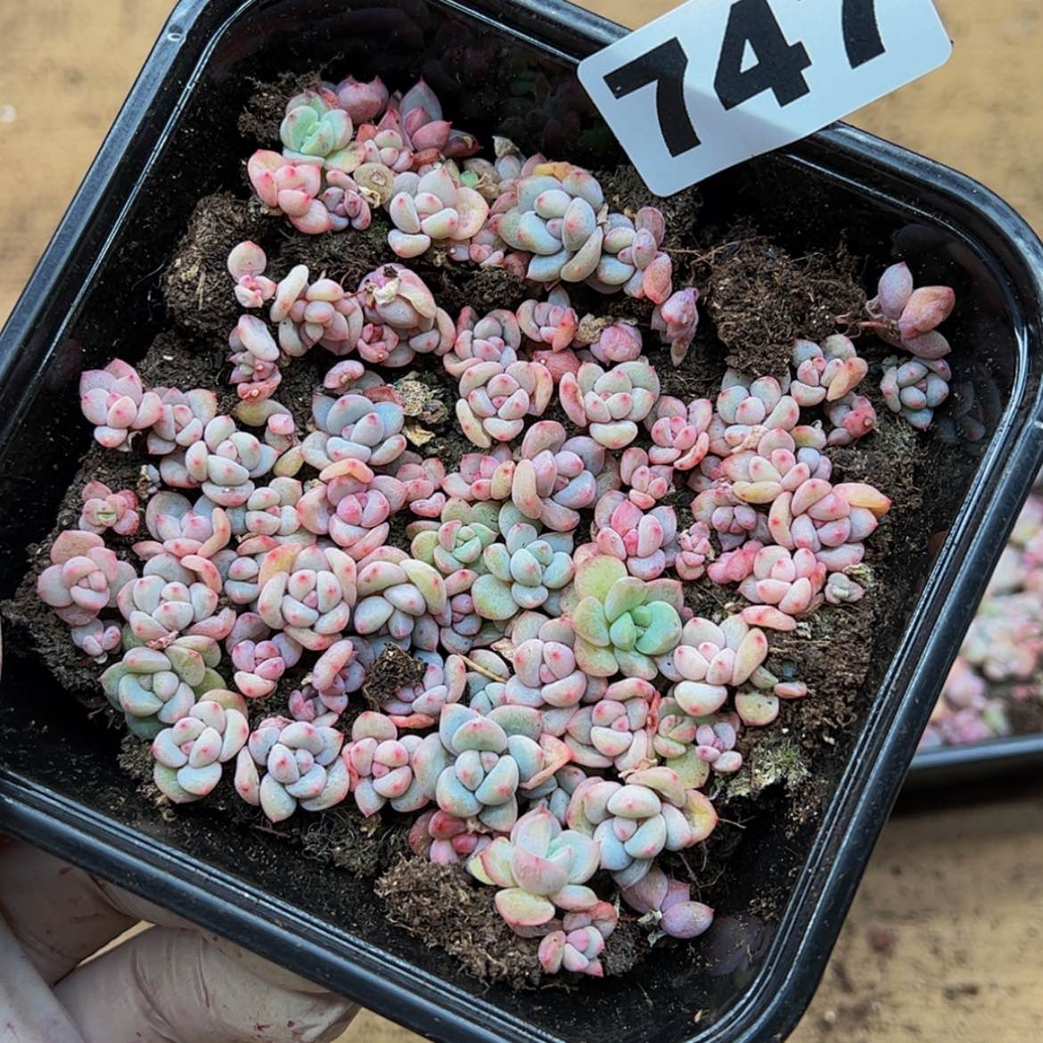 【闪购商品】多肉植物747