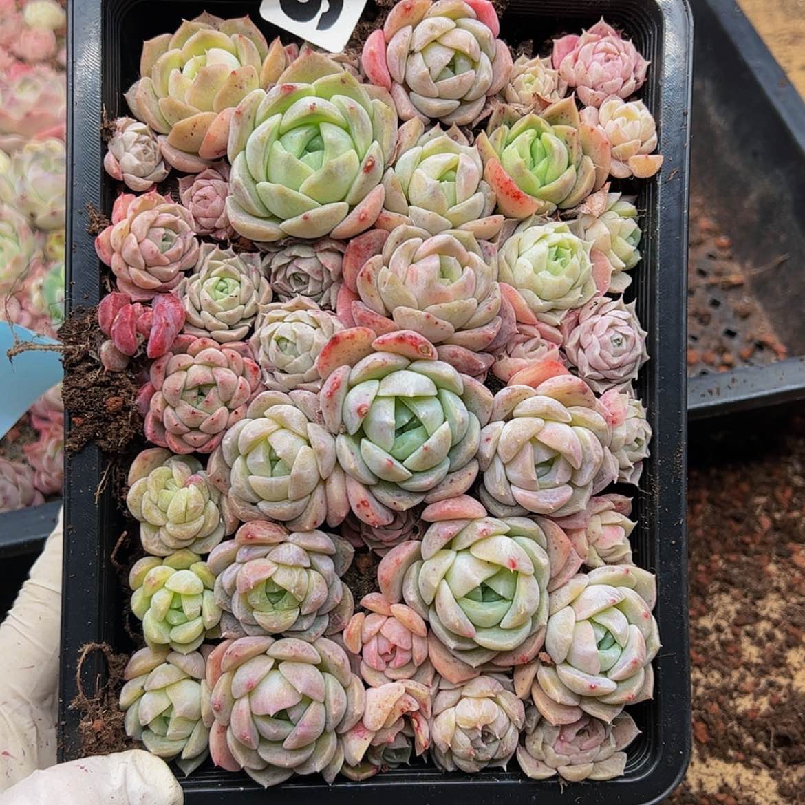 【闪购商品】多肉植物92