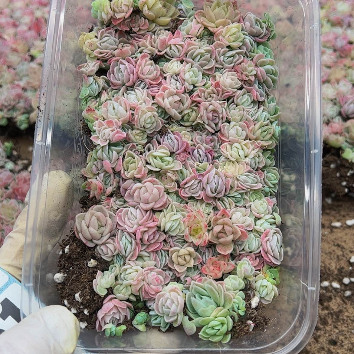 【闪购商品】多肉植物328