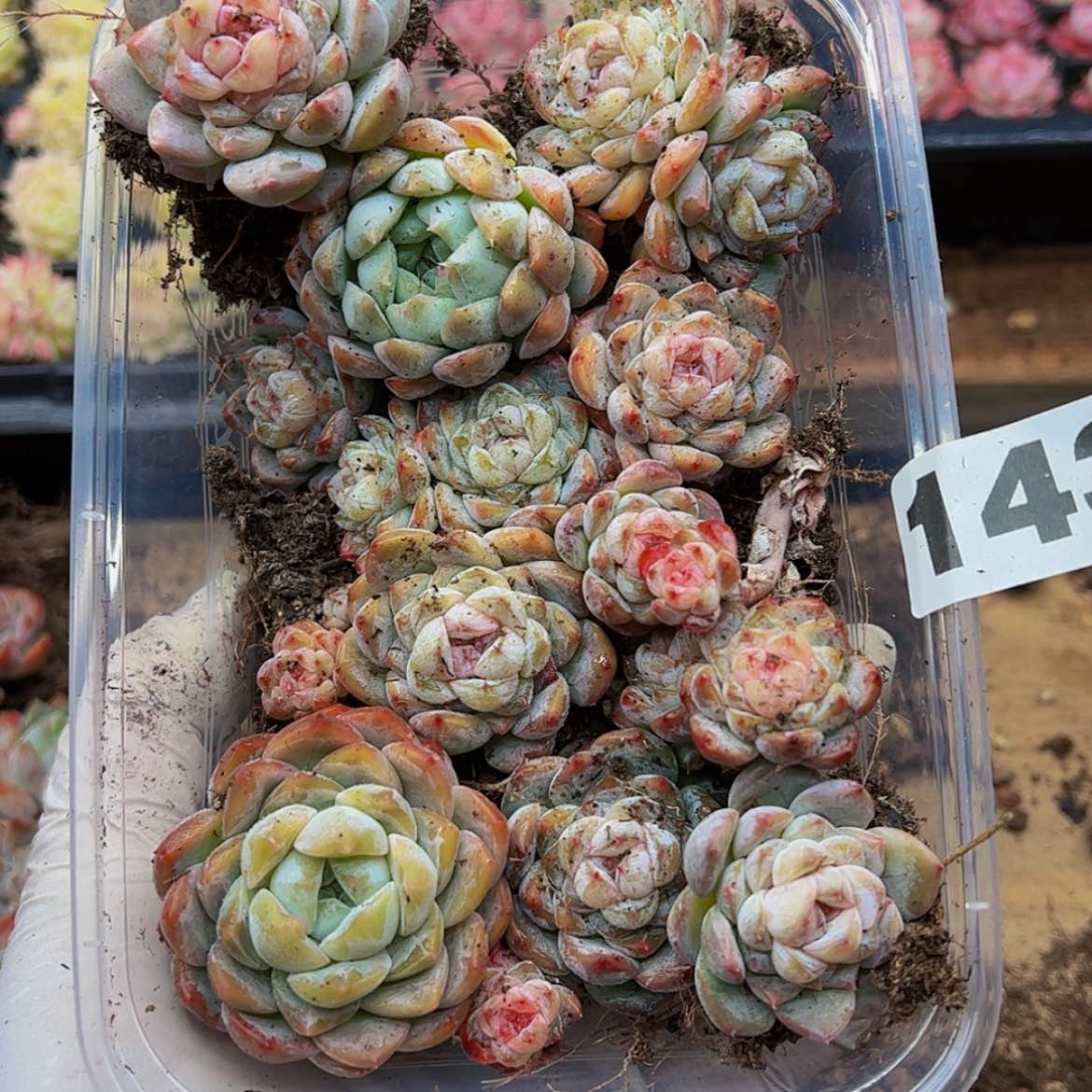 【闪购商品】多肉植物143