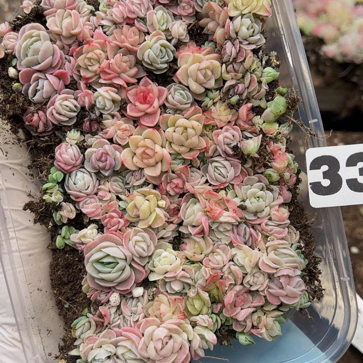 【闪购商品】多肉植物336