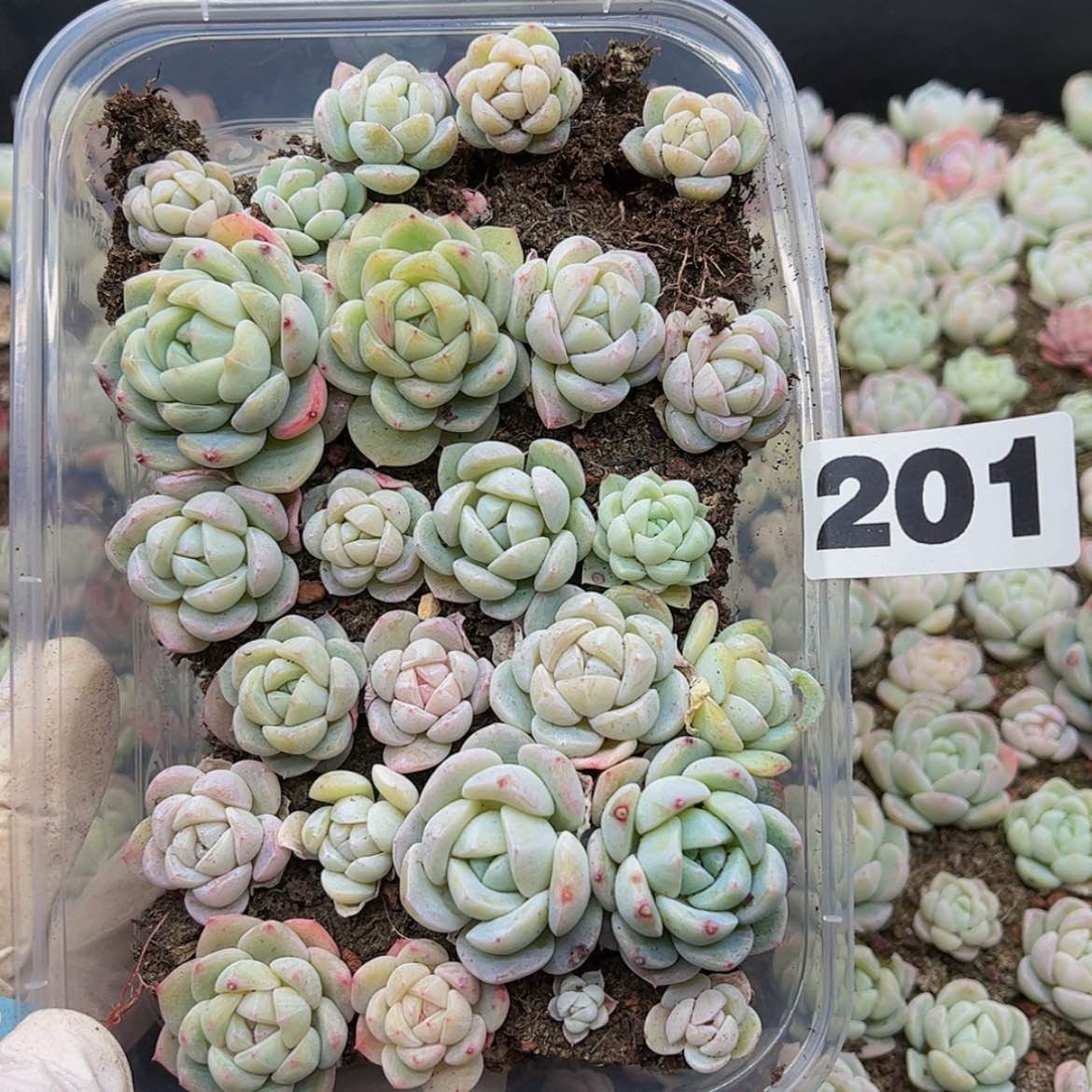 【闪购商品】多肉植物201