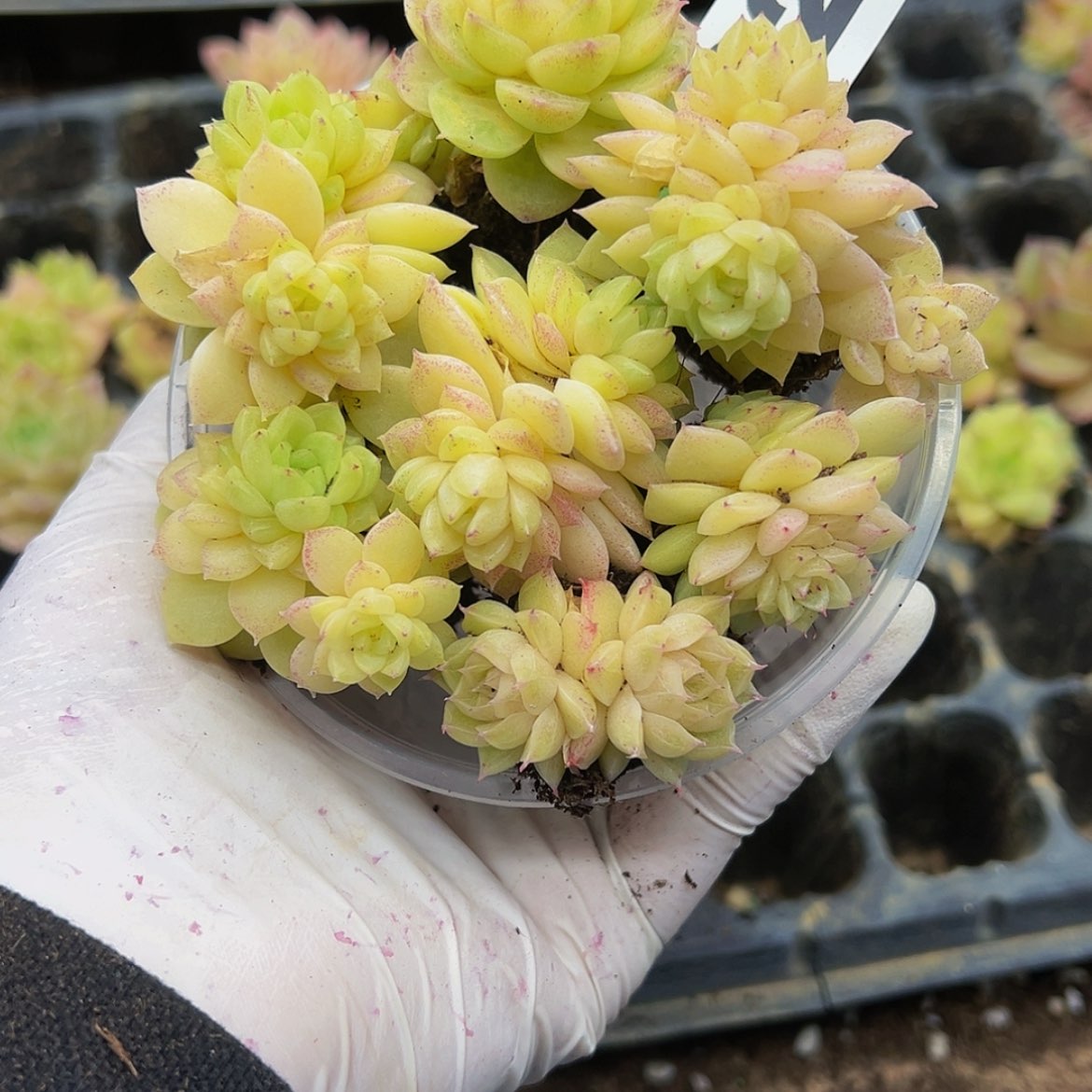 【闪购商品】多肉植物325