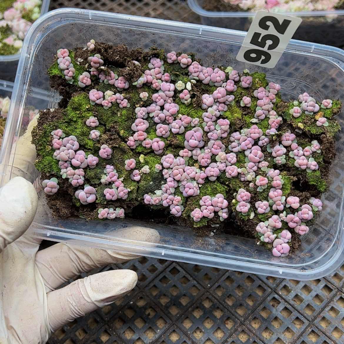 【闪购商品】多肉植物952