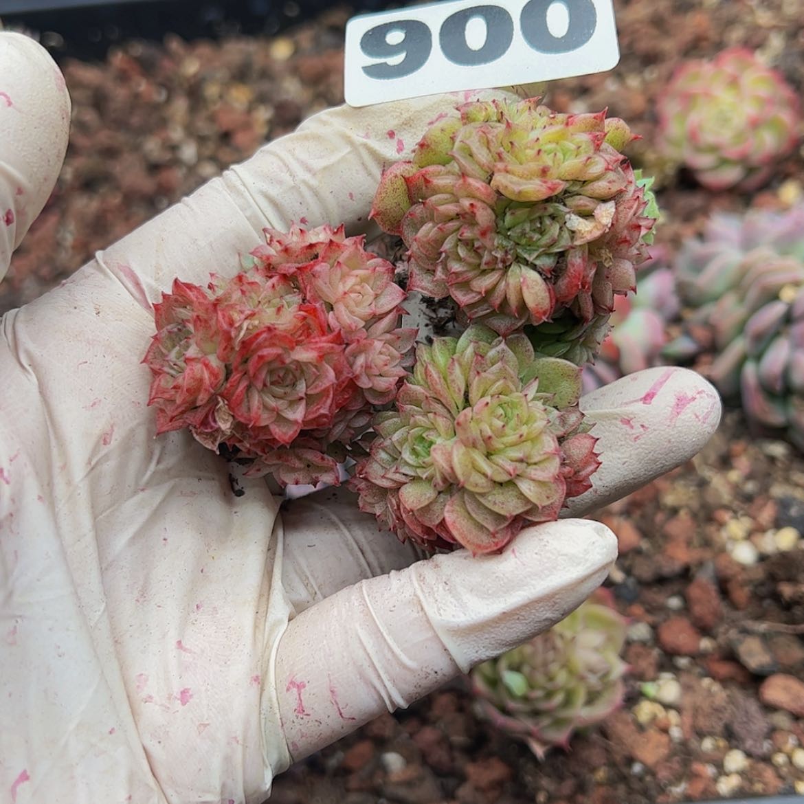 【闪购商品】多肉植物900